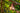 A person uses a machete to cut a ripe cacao pod from a tree branch in a lush, green environment. - AI generated text